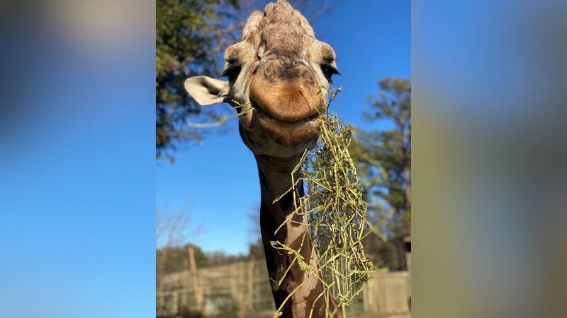 Jalil the giraffe at Birmingham Zoo.