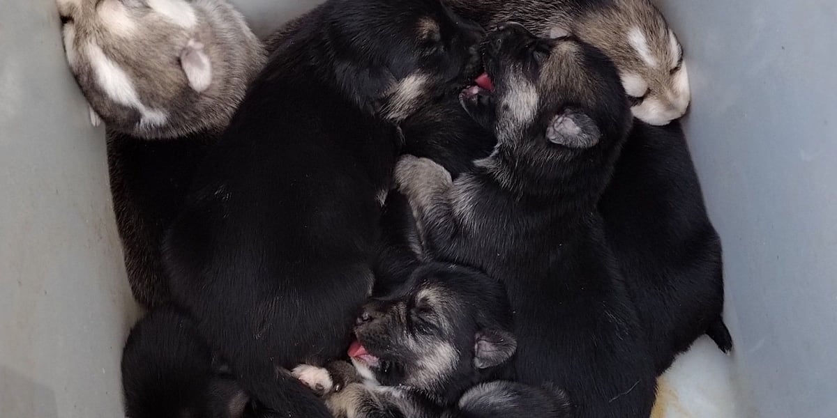 Eight puppies found abandoned in heat outside Laredo store