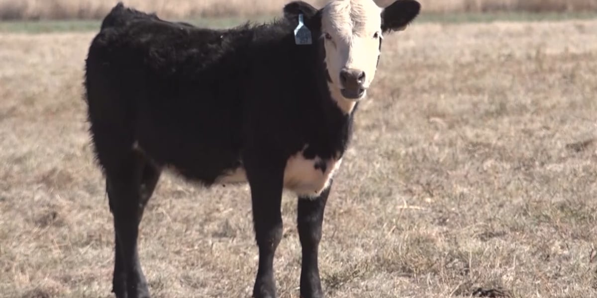 Sixth case of screwworm confirmed in Texas