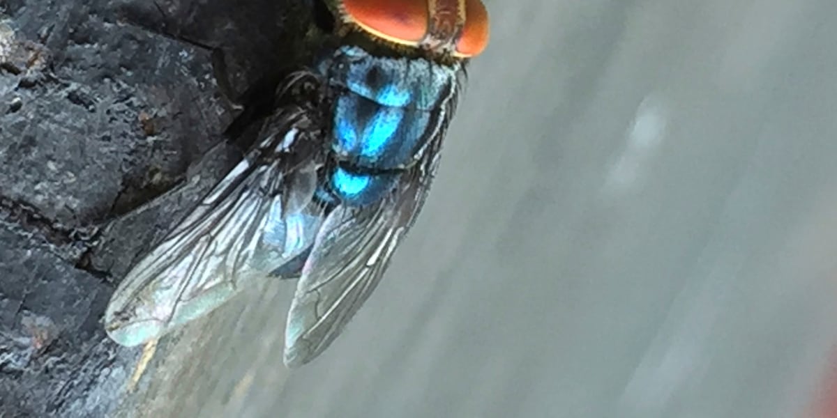 Sterile flies dispersed in Zavala County as Texas screwworm cases reach seven