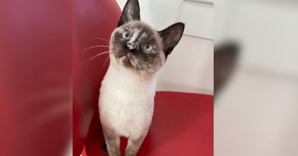 Tim Hanson sued, saying in early 2024 he fed his 4-year-old cat, Kira, food from Wild Coast...