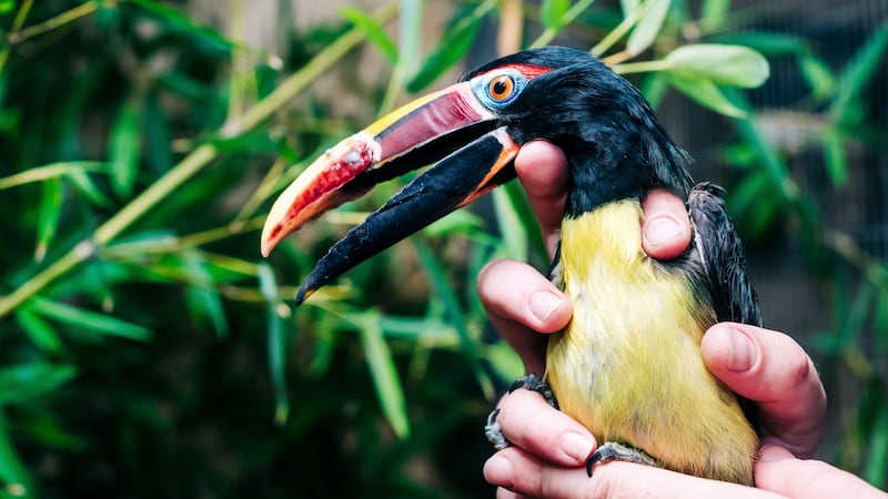 Birmingham Zoo bird receives prosthetic beak from UAB dentistry team