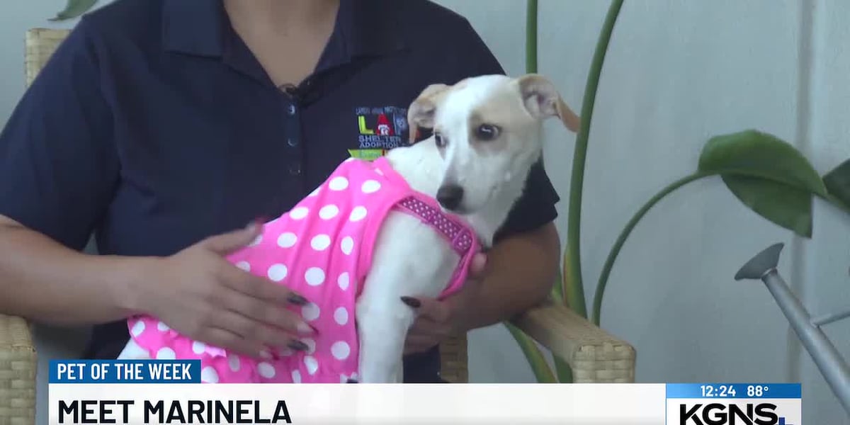Marinela, the pup, awaits adoption in Laredo