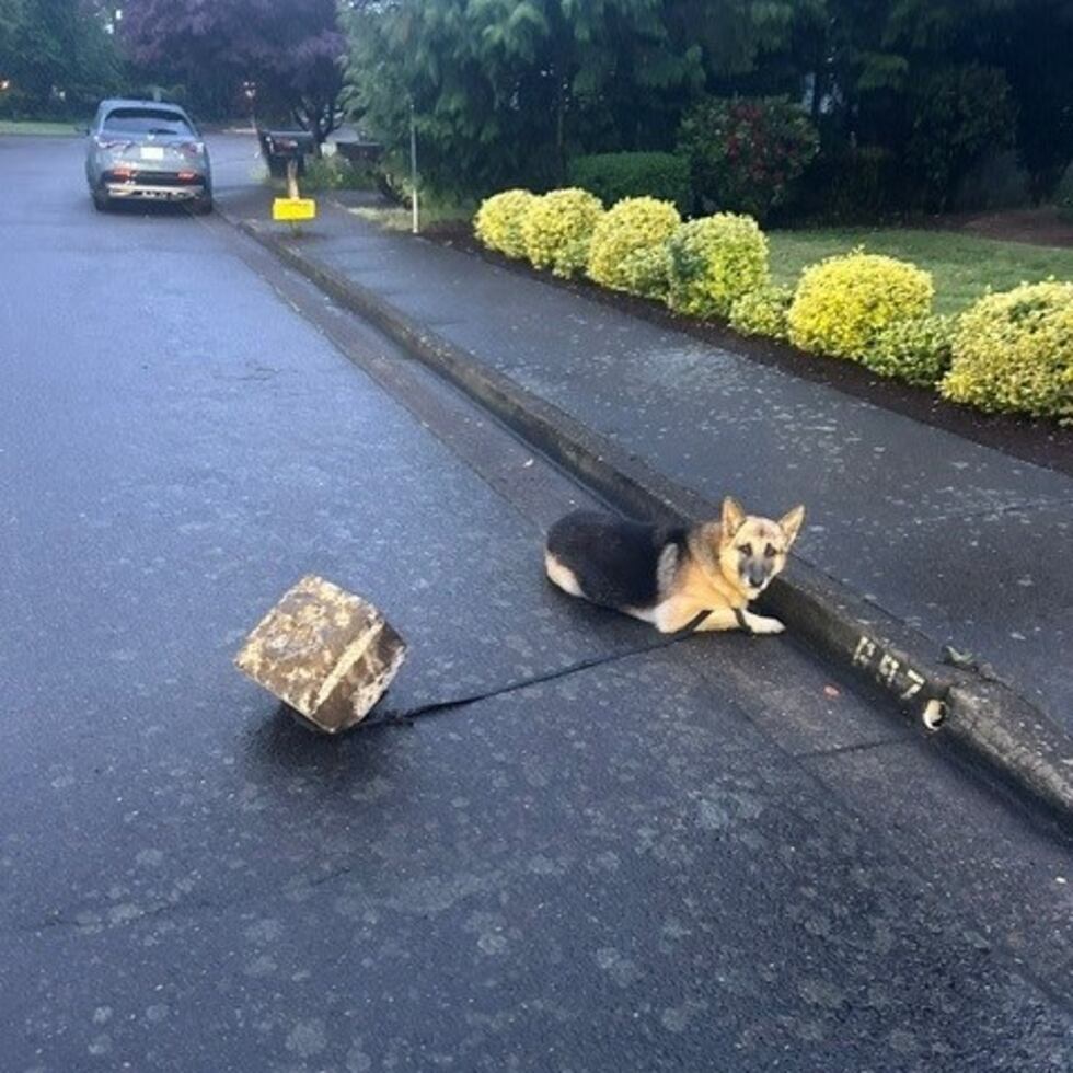 The dog was found alone and tied up to a rock, according to the Woodburn Police Department.