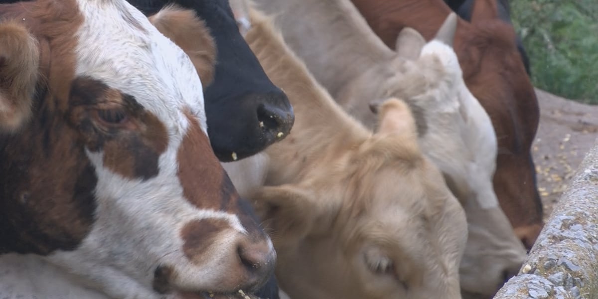 Texas at center of screwworm outbreak; 19 of 20 U.S. cases confirmed