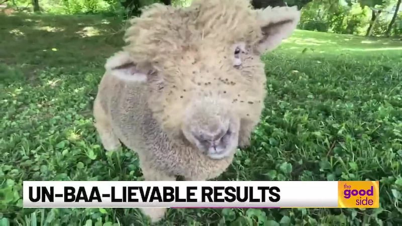 ‘They love it’: Sheep hired to eat your poison ivy