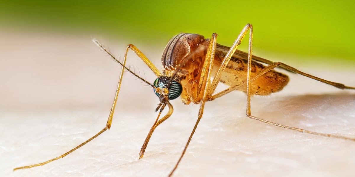 No West Nile virus cases reported in Webb County so far this season