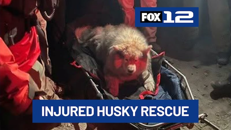 An injured dog was rescued from a mountain by crews with Marion County Search & Rescue after...