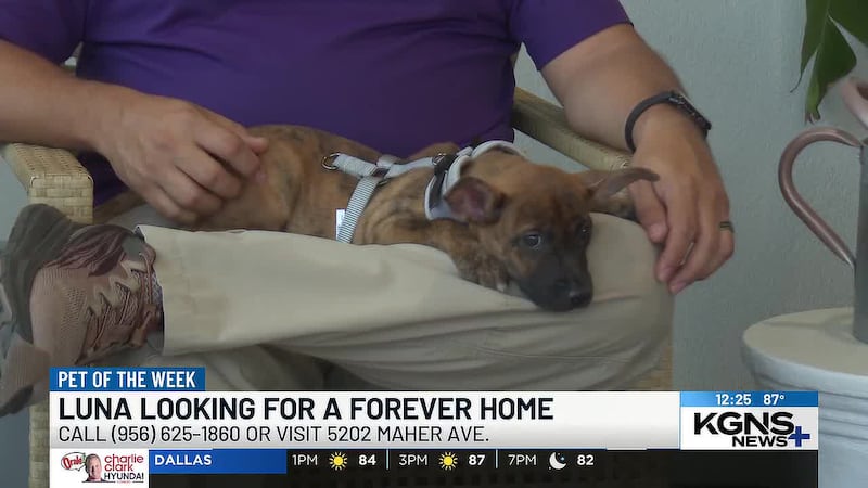 Laredo Animal Care Services is looking for a forever home for Luna, a 4-month-old Lab mix.