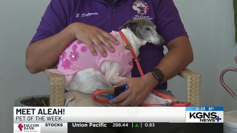 Laredo Animal Care Services is looking for a forever home for Aleah, a nine-year-old Italian...
